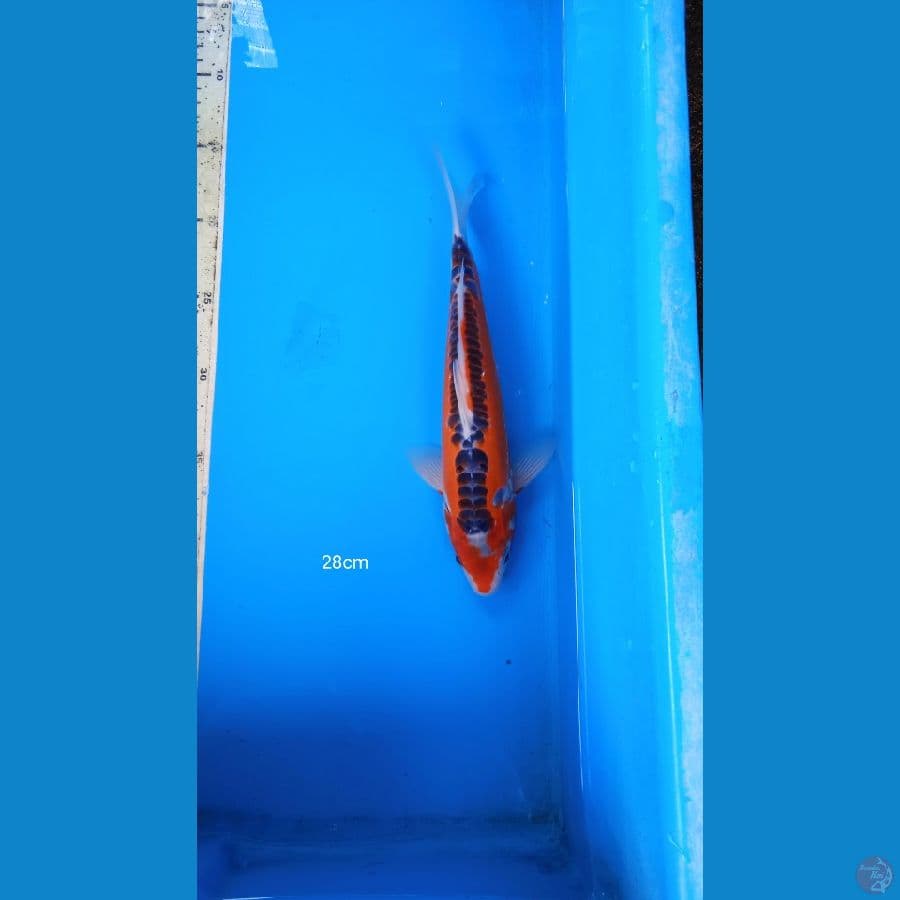 shusui 28cm