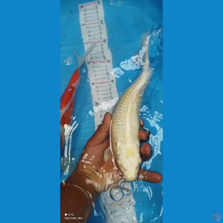 kohaku ogon 31 up