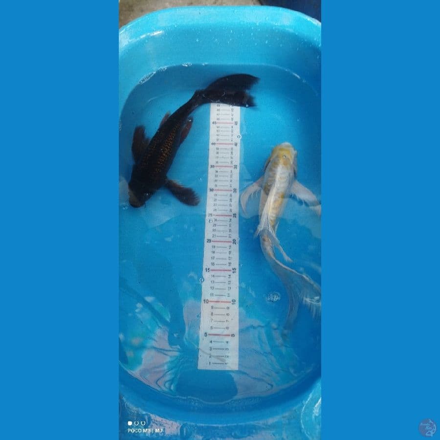 kumpay 35 up