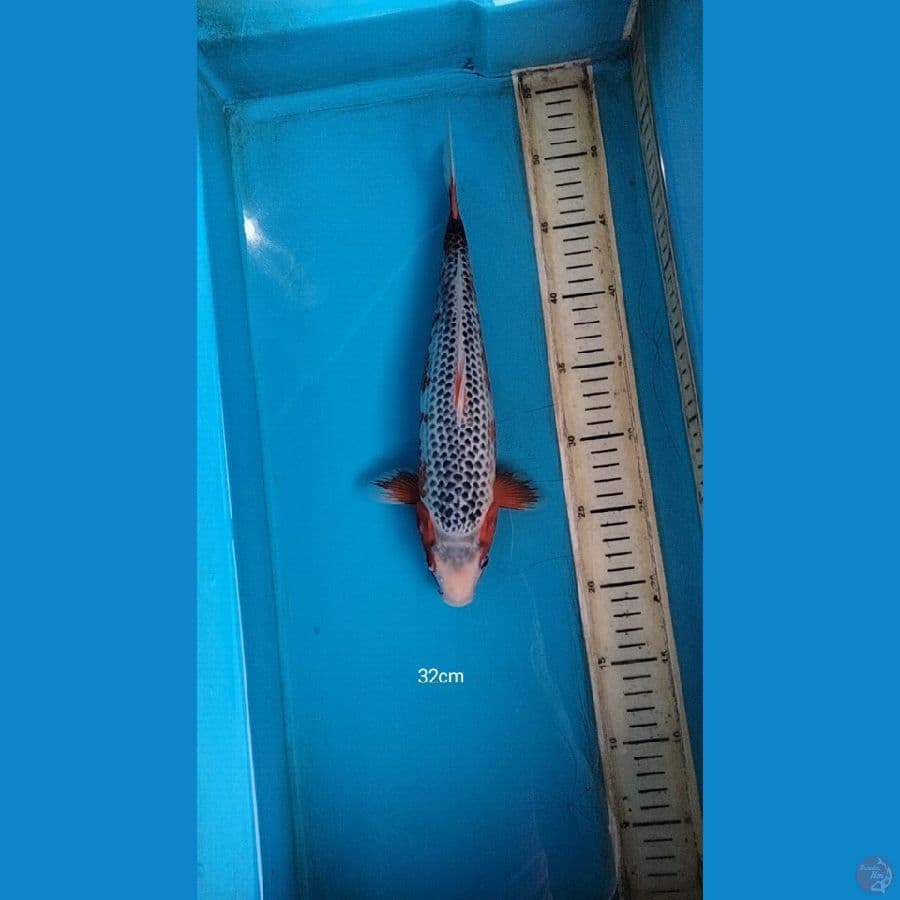 shusui 32cm