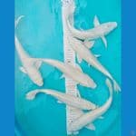 Paket 6ekor PLATINUM ALBINO