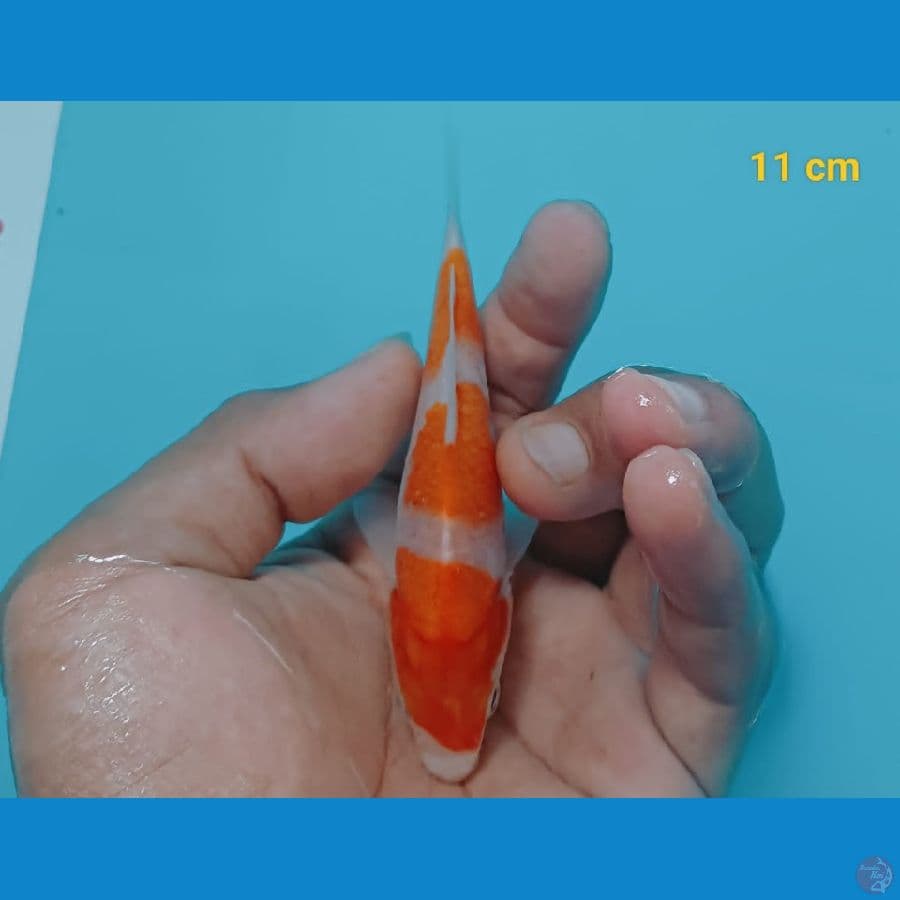 minion kohaku 11 cm