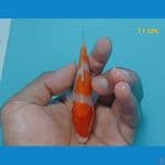 minion kohaku 11 cm