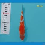 maruten kohaku 20 cm