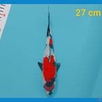 Maruten showa 27 cm