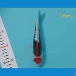Tancho benikumon 19 cm