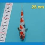 maruten showa 25 cm