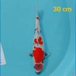 maruten showa 30 cm