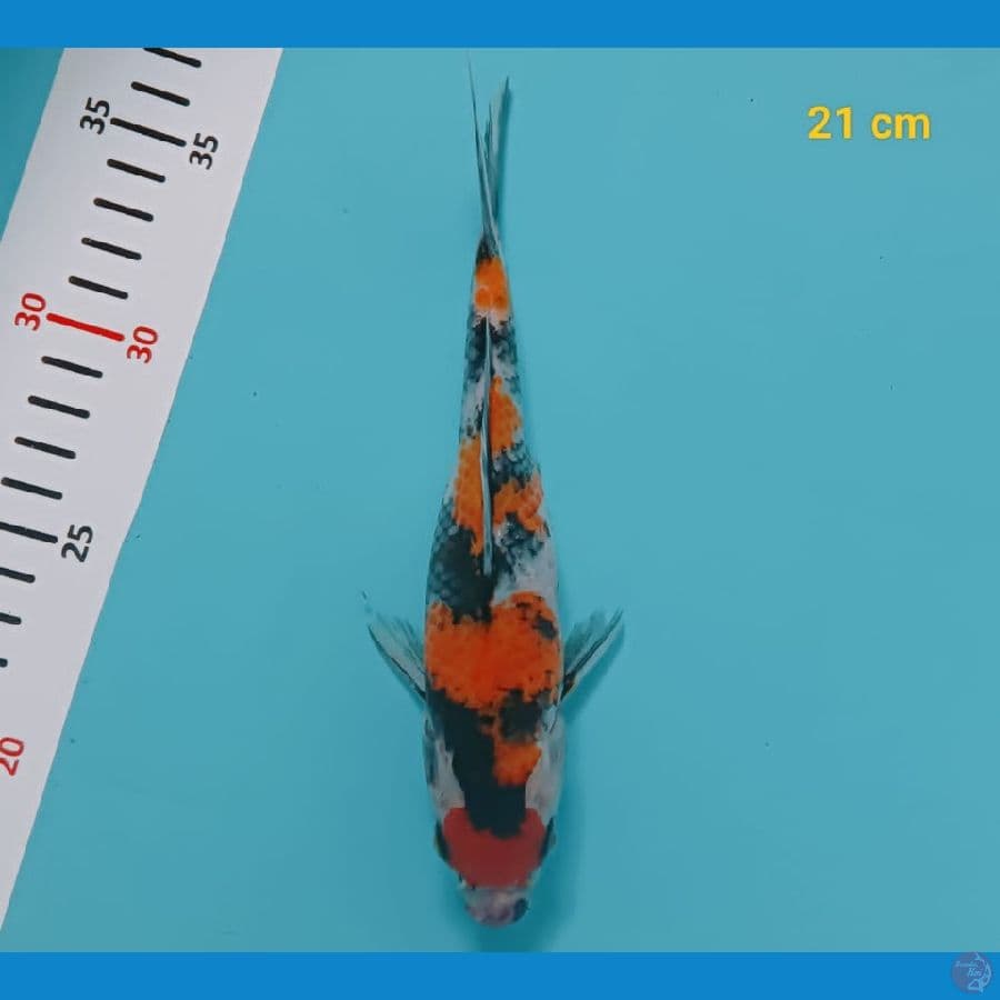 maruten showa 21 cm