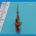 maruten showa 21 cm