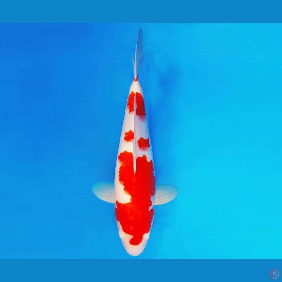 MEIJI 1 ~ Kohaku 35 cm/male ™