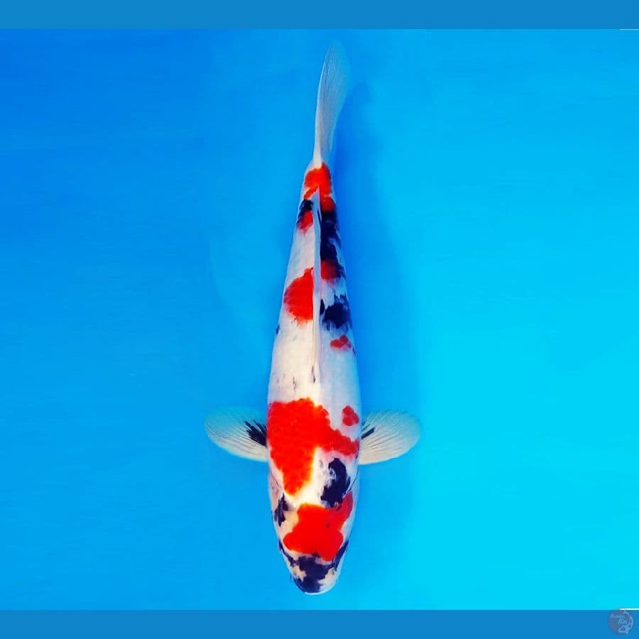 MEIJI 2 ~ Showa Evolution 38 cm/male ™