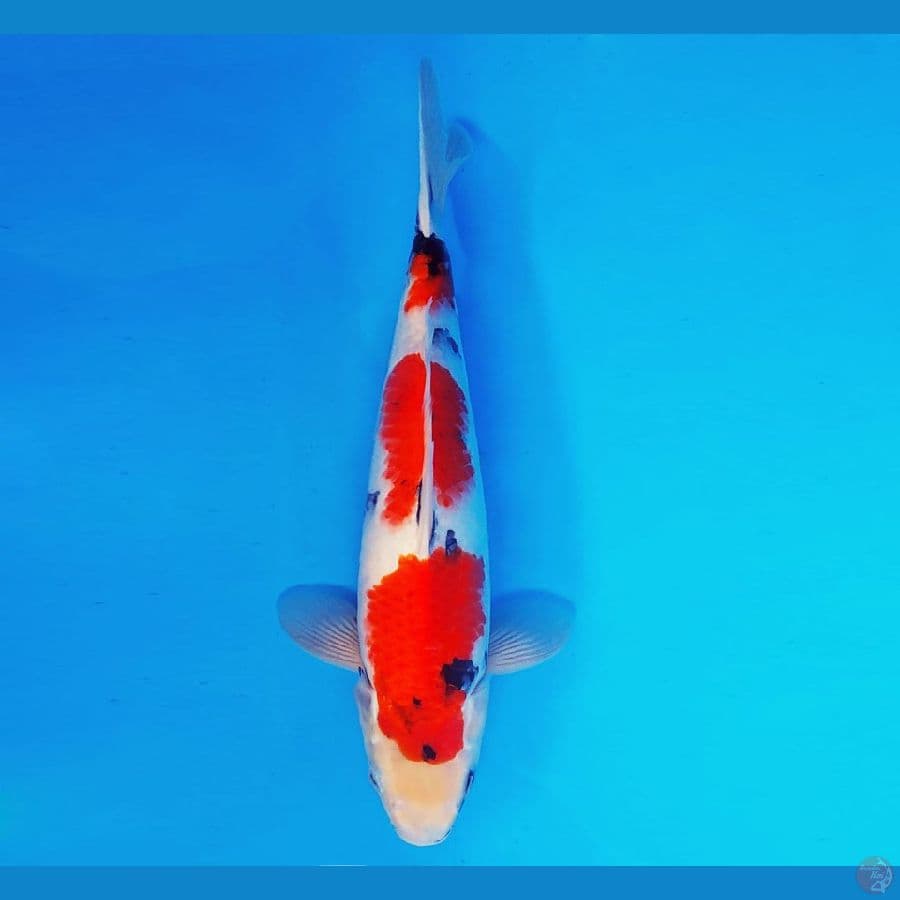 MEIJI 3 ~ Showa Evolution 37 cm/male ™