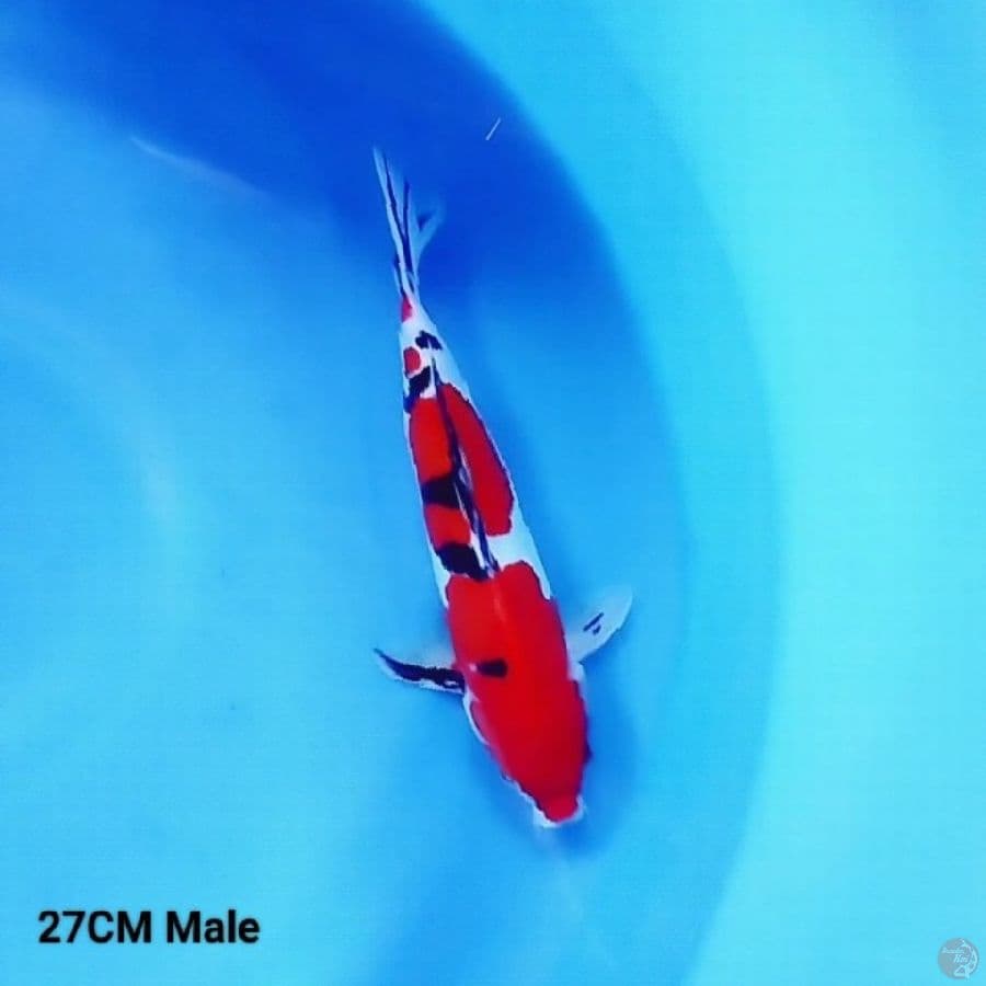 Doitsu Murni 1 - Sanke 27 Male