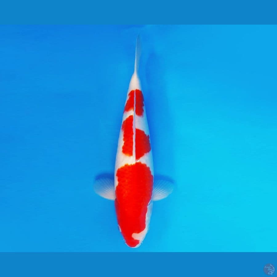 MEIJI 6 ~ Kohaku Bulky 35 cm/male ™