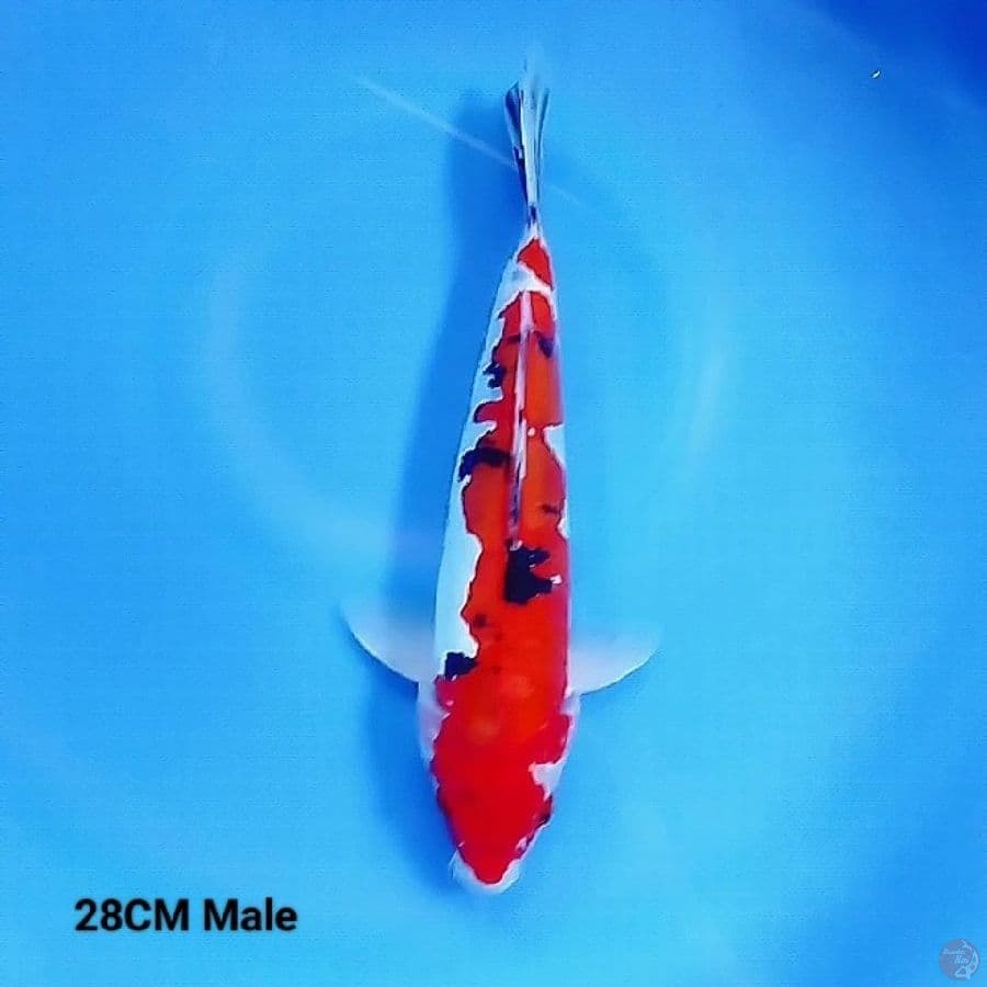 Doitsu Murni 2 - Sanke 28 Male