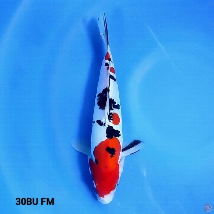 Doitsu Murni 3 - Sanke 30BU FM