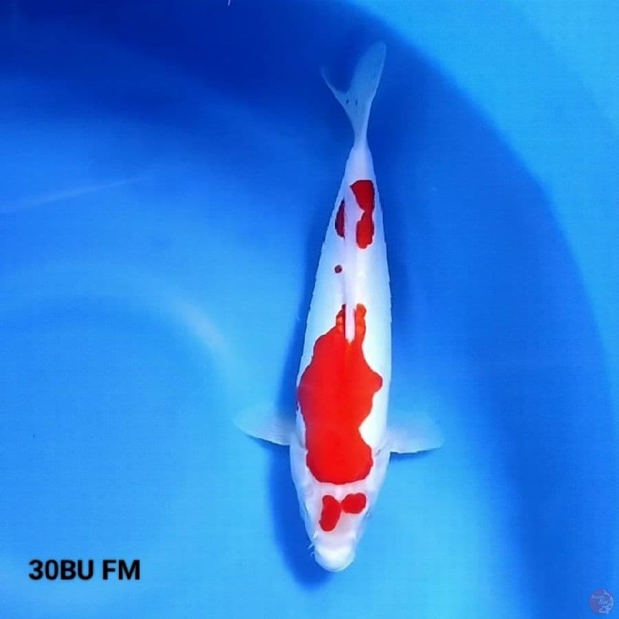 Doitsu Murni 4 - Kohaku 30BU FM