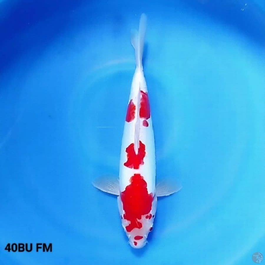 Doitsu Aragoke 5 - Kohaku 40BU FM