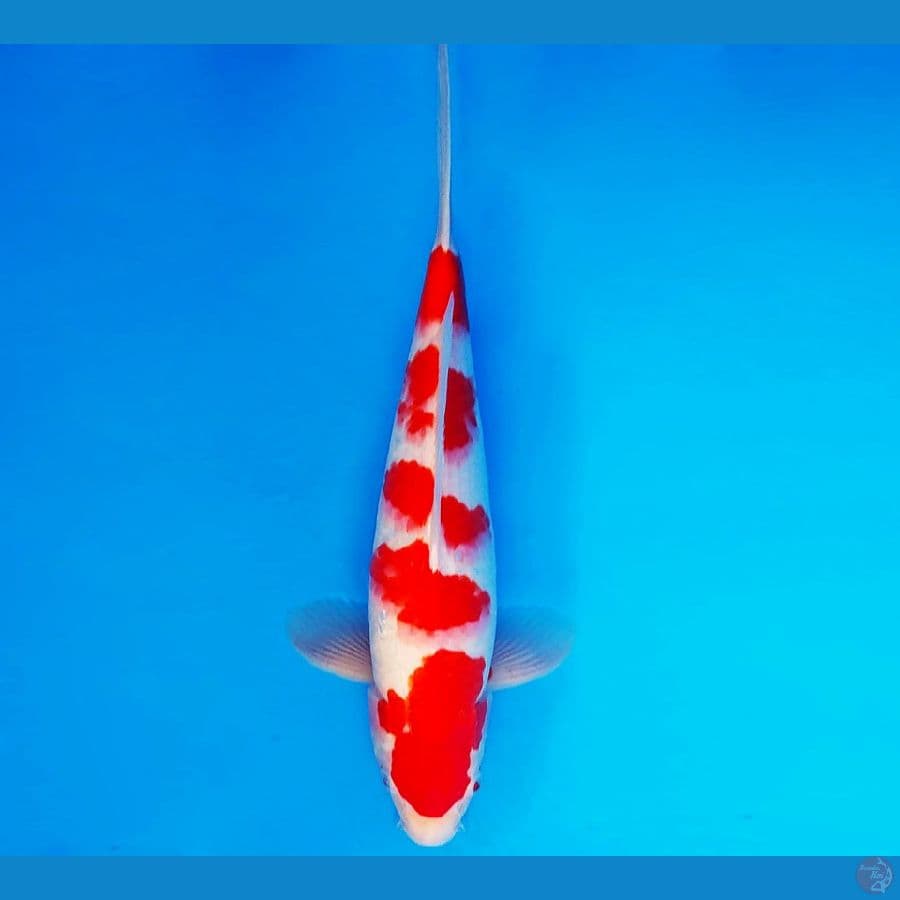 MEIJI 9 ~ Kohaku 35 cm/fm ™