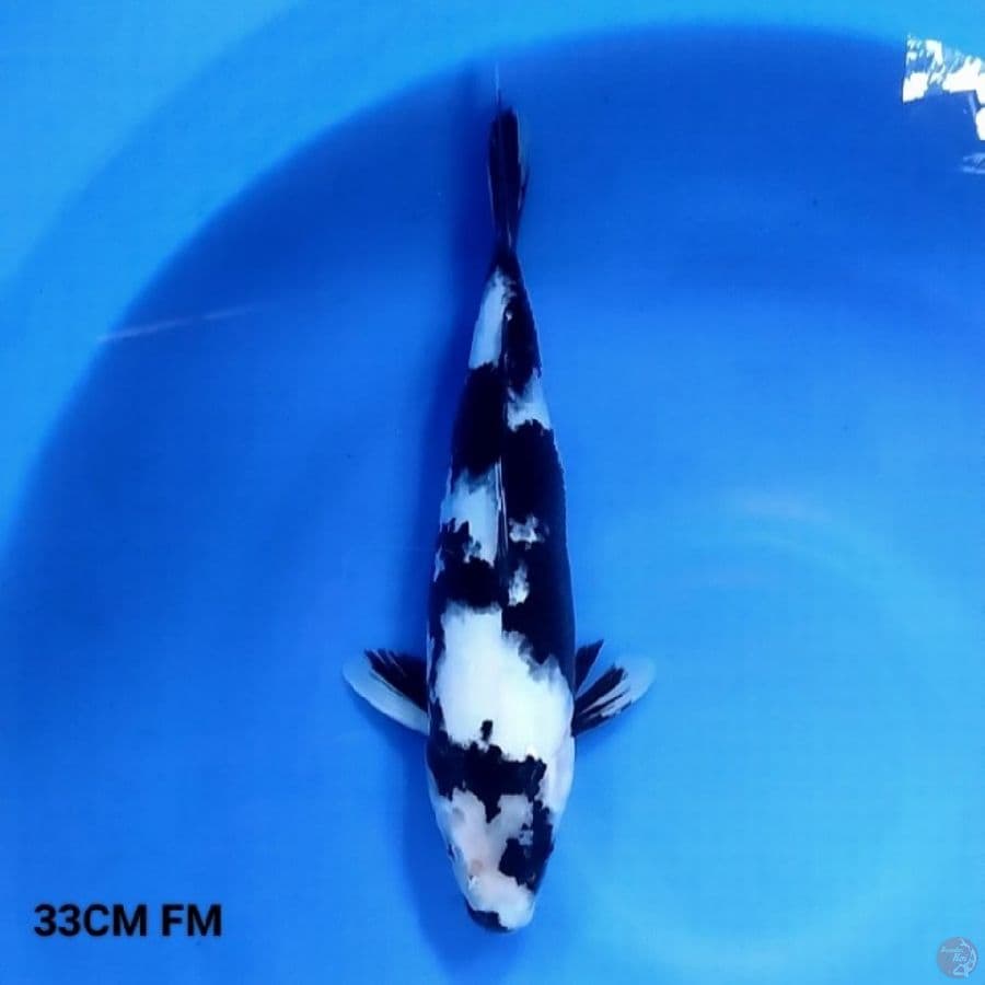 HQ Shiro Utsuri 33CM FM