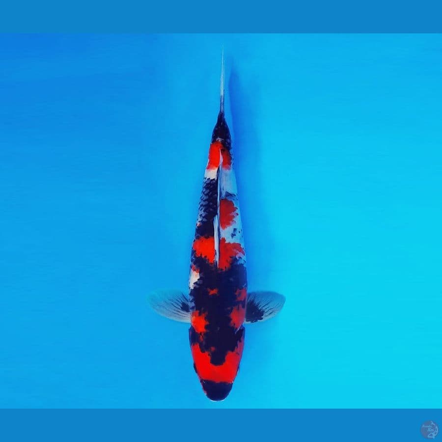 MEIJI 11~ Showa 33 cm/male ™