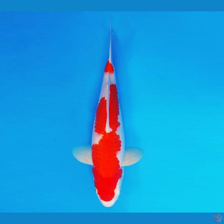 MEIJI 13 ~ Kohaku 34 cm/fm ™