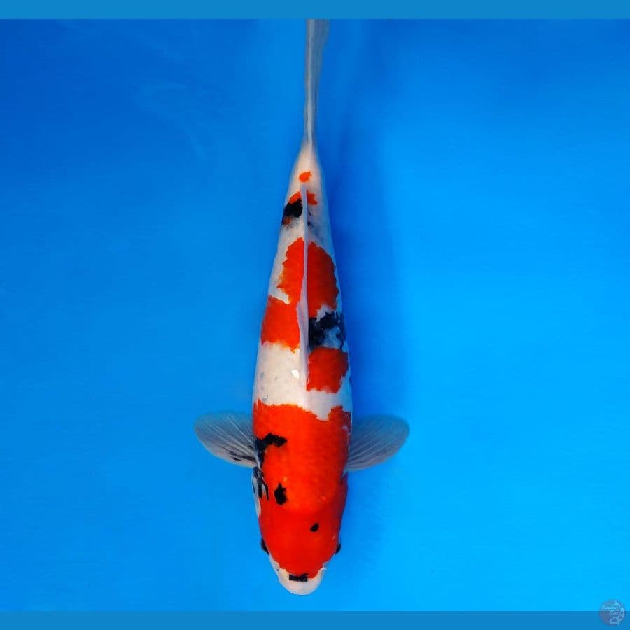 MEIJI 15 ~ Showa Body Mercy 37 cm/fm ™
