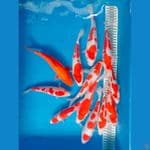 Kohaku doitsu Murni Super 12ekor 18-24cm
