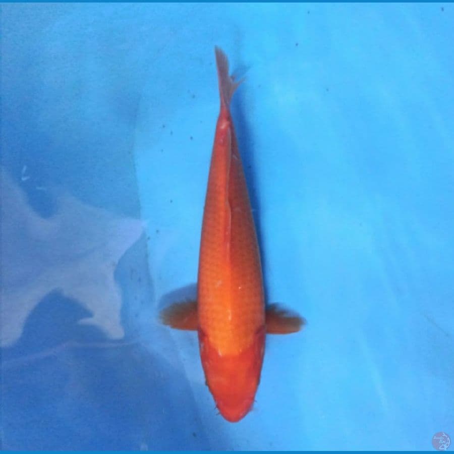 Benigoi 27 cm