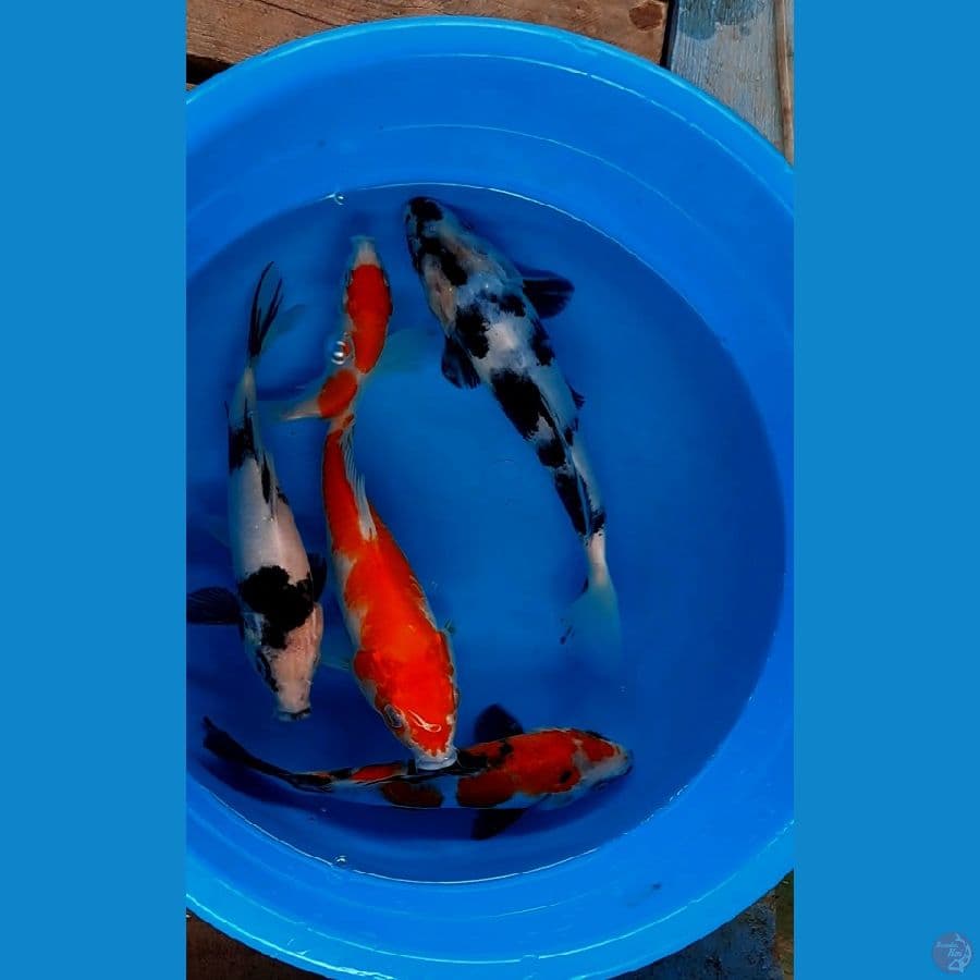 paket mix 4 ekor+1