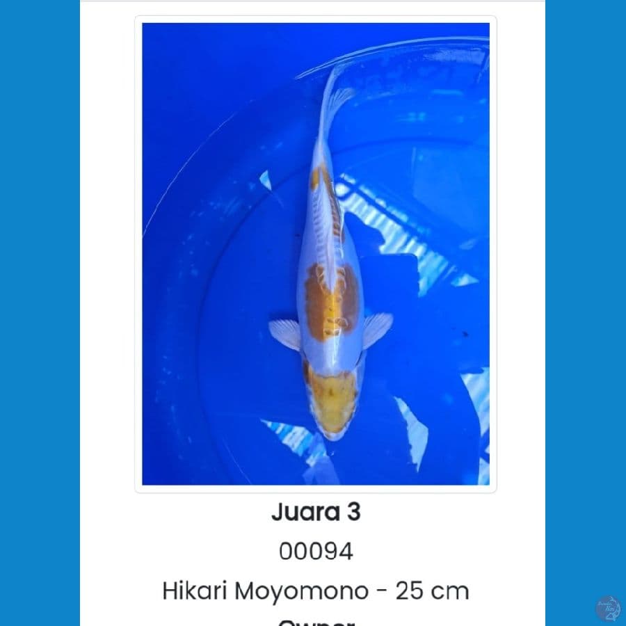 Hariwake Doitsu 28cm SQ