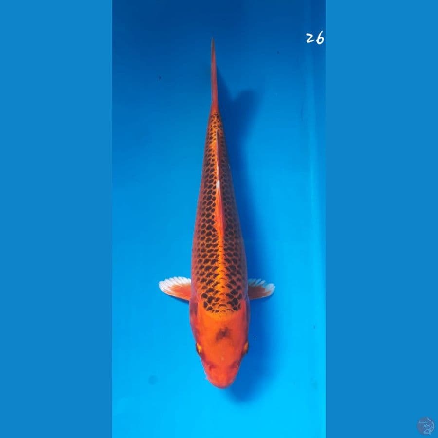 Aka matsuba 26cm