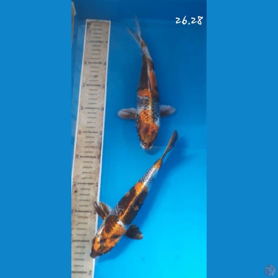 mix Gin Ki showa 26.28cm