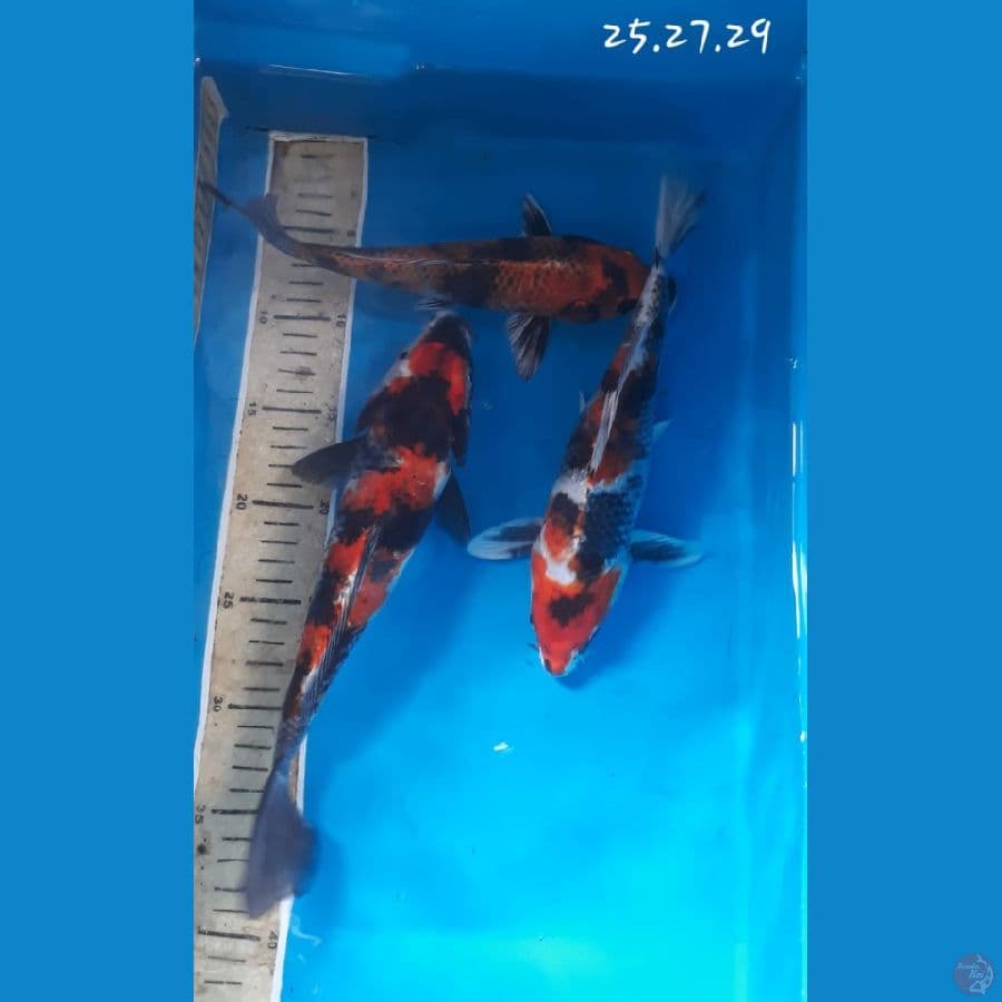mix Showa 25.27.29cm