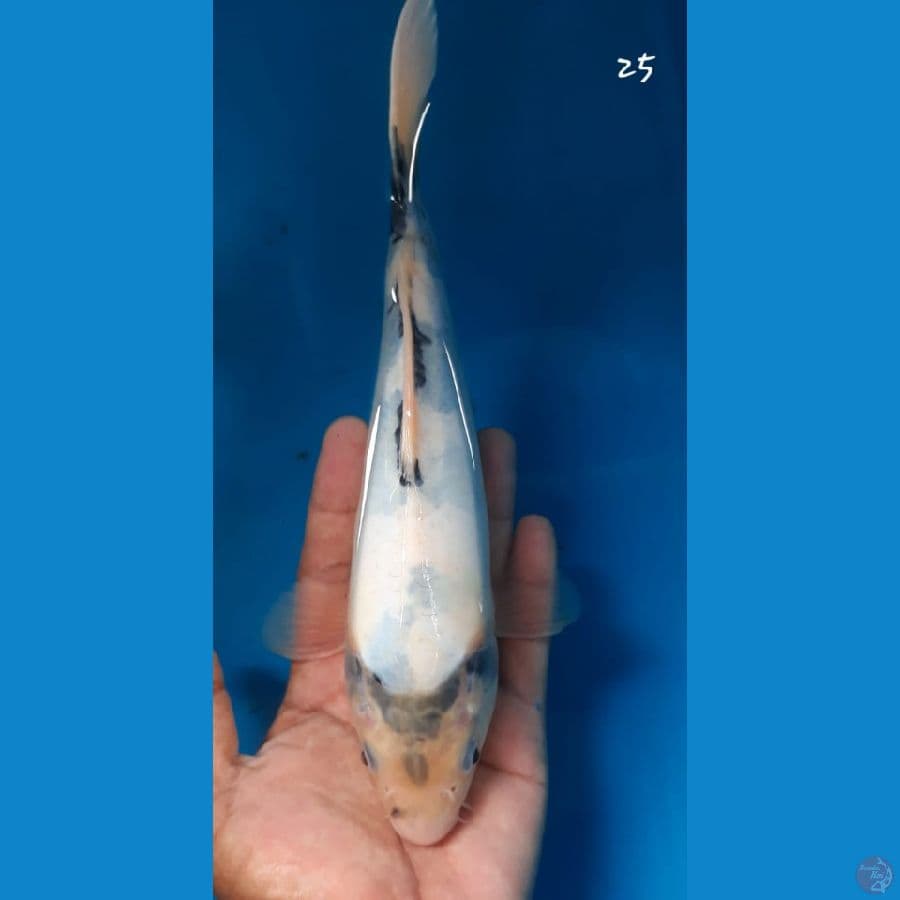 Shiro tategoi doitsu 25cm