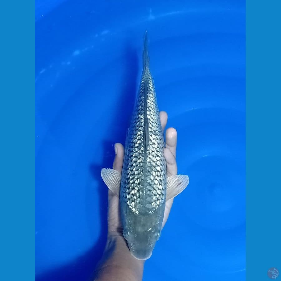 Sorgin 31cm