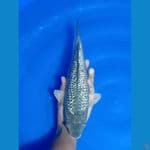 Sorgin 31cm