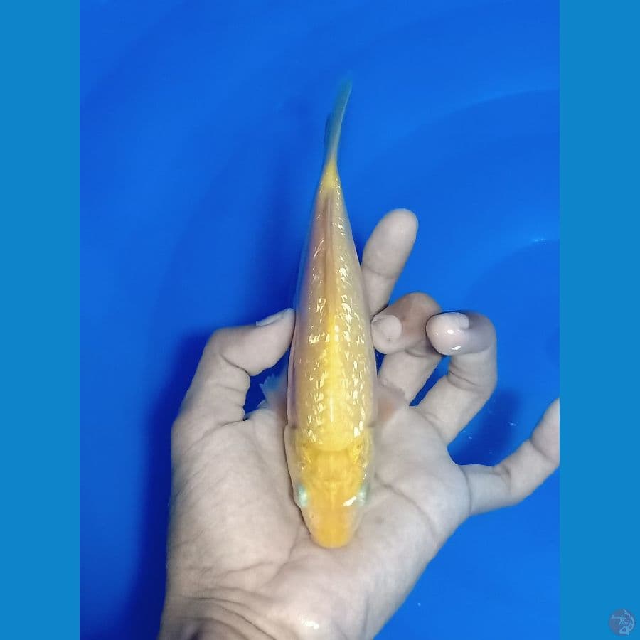 Karashi 18 cm