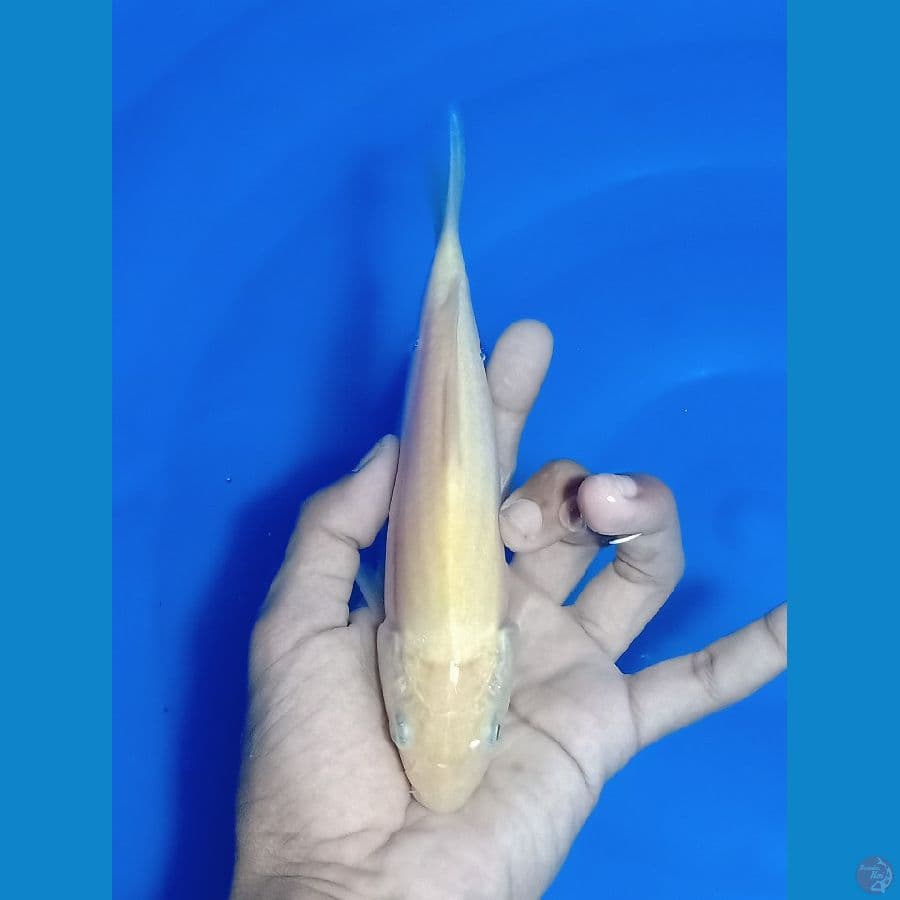 Karashi 19 cm
