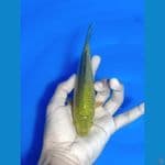 Midori ijo 17 cm