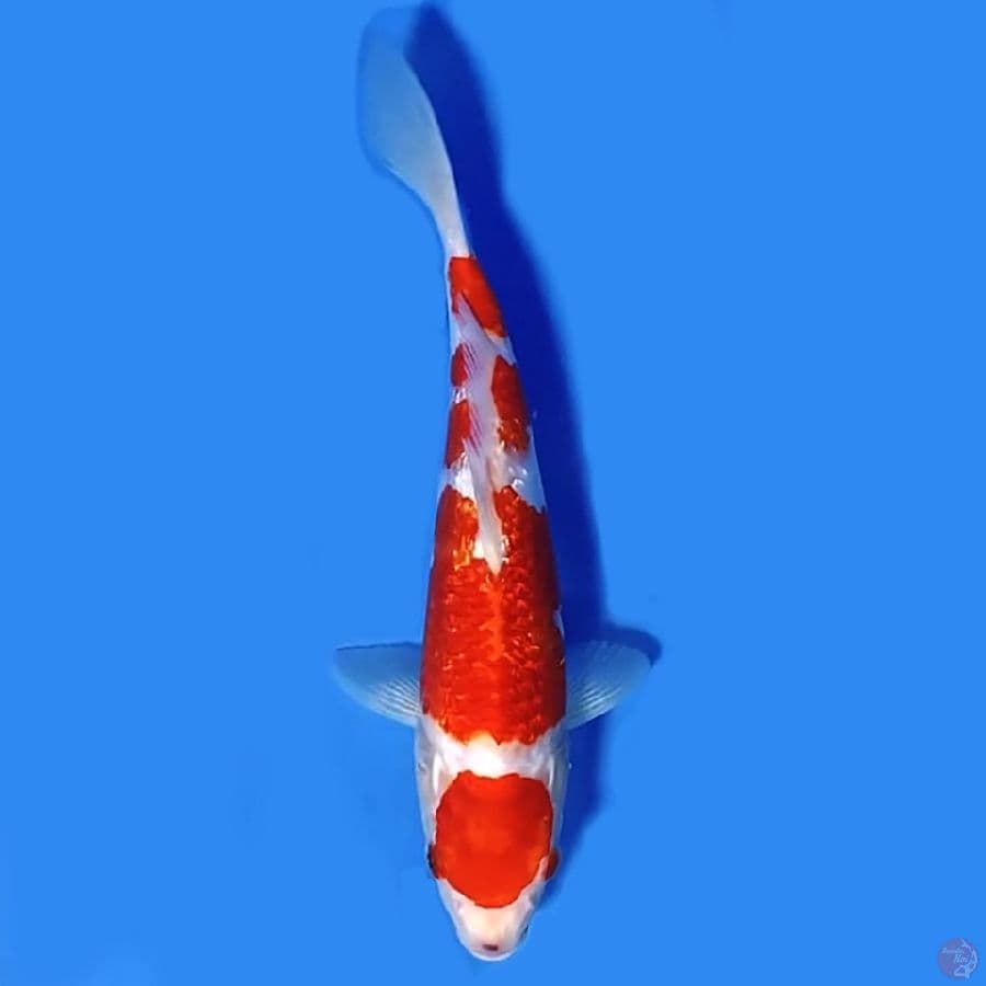 Ginrin maruten kohaku 27cm Male