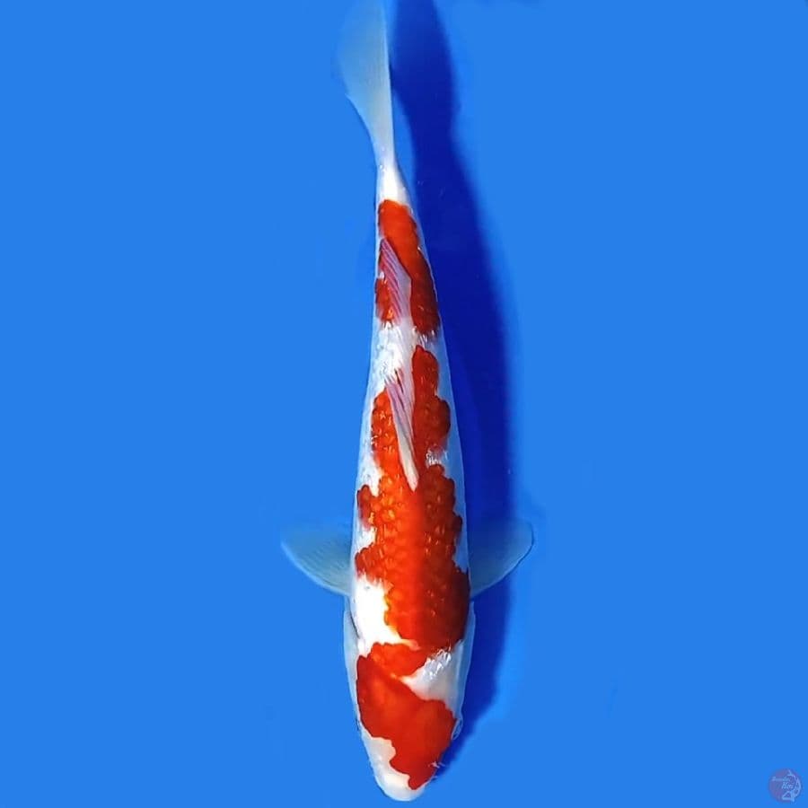 Ginrin Kohaku 29cm Male