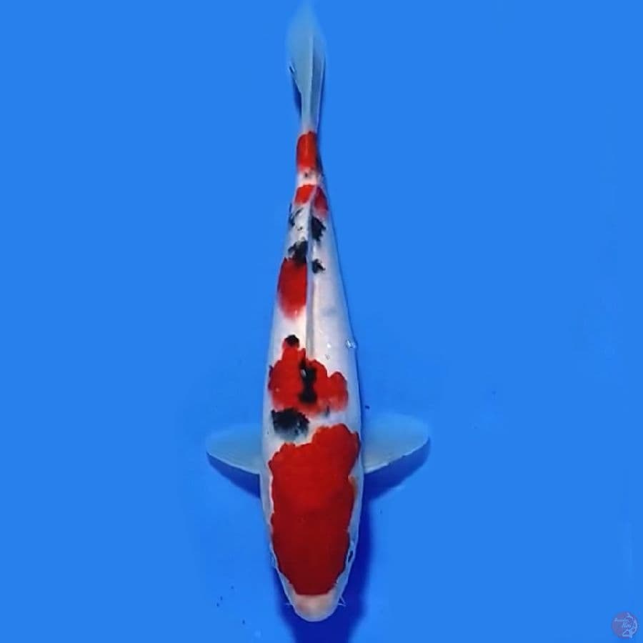 Taisho sanshoku 22cm Male