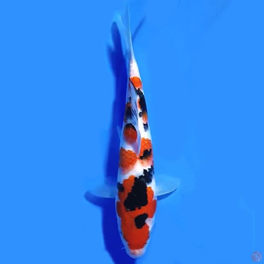 Taisho sanshoku 24cm female