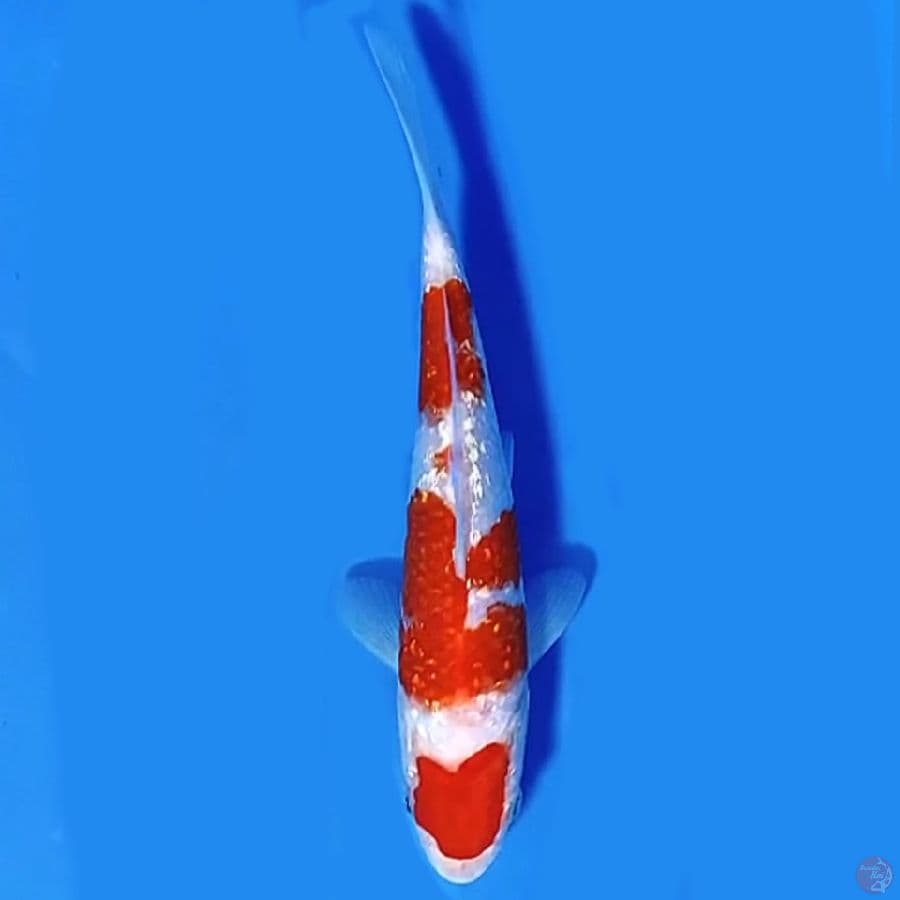 Ginrin maruten kohaku 18cm Male