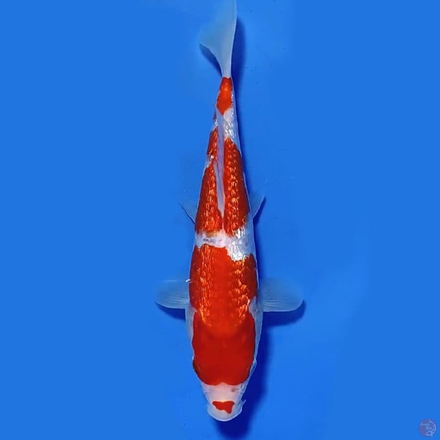 Ginrin kohaku 21cm Male