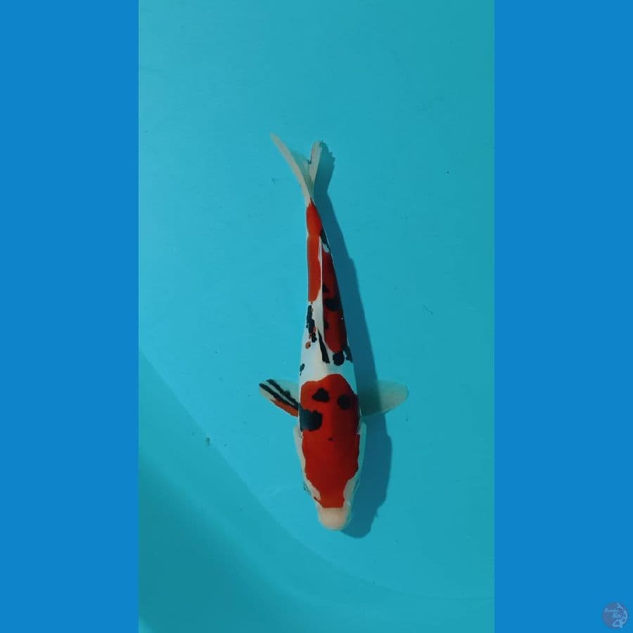 doitshu 27