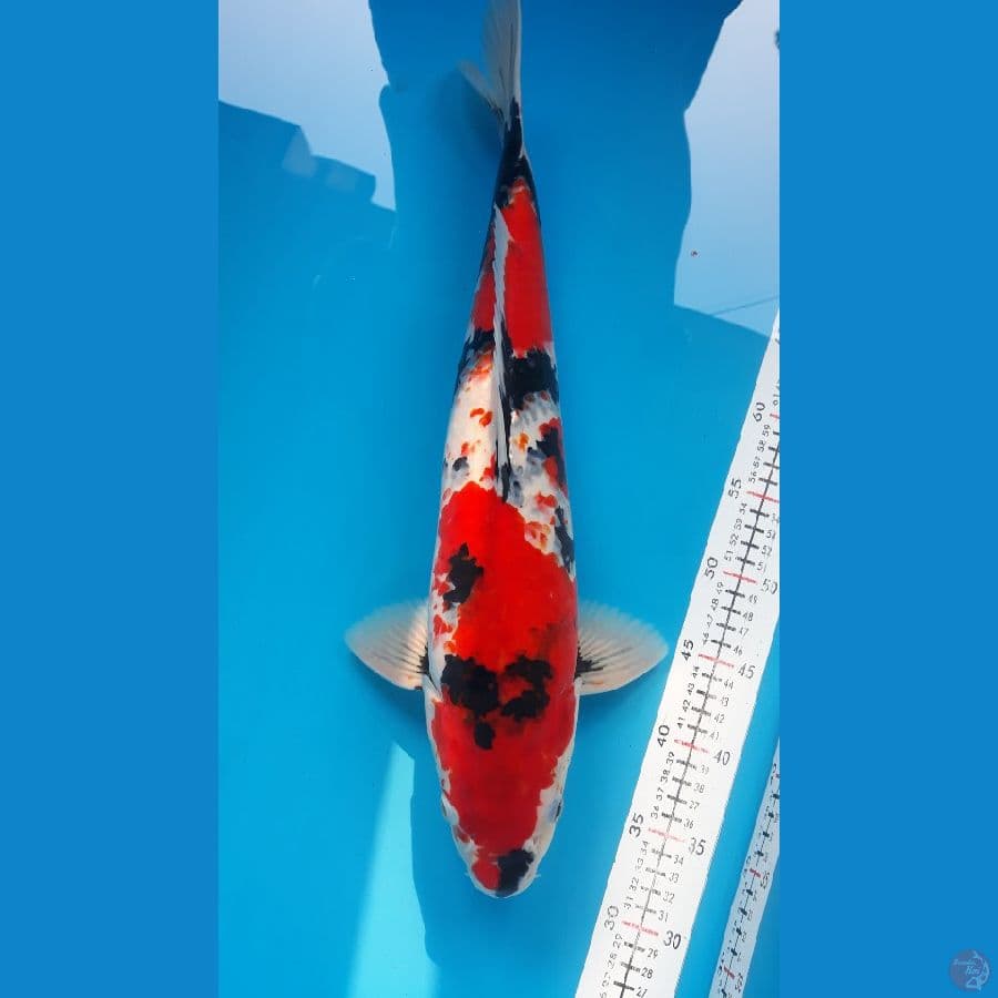 Showa merah strong jantan 48cm