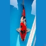 Showa merah strong jantan 48cm